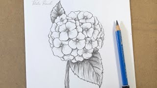 How to draw Hydrangea flower step by step easy | Pencil Drawing
