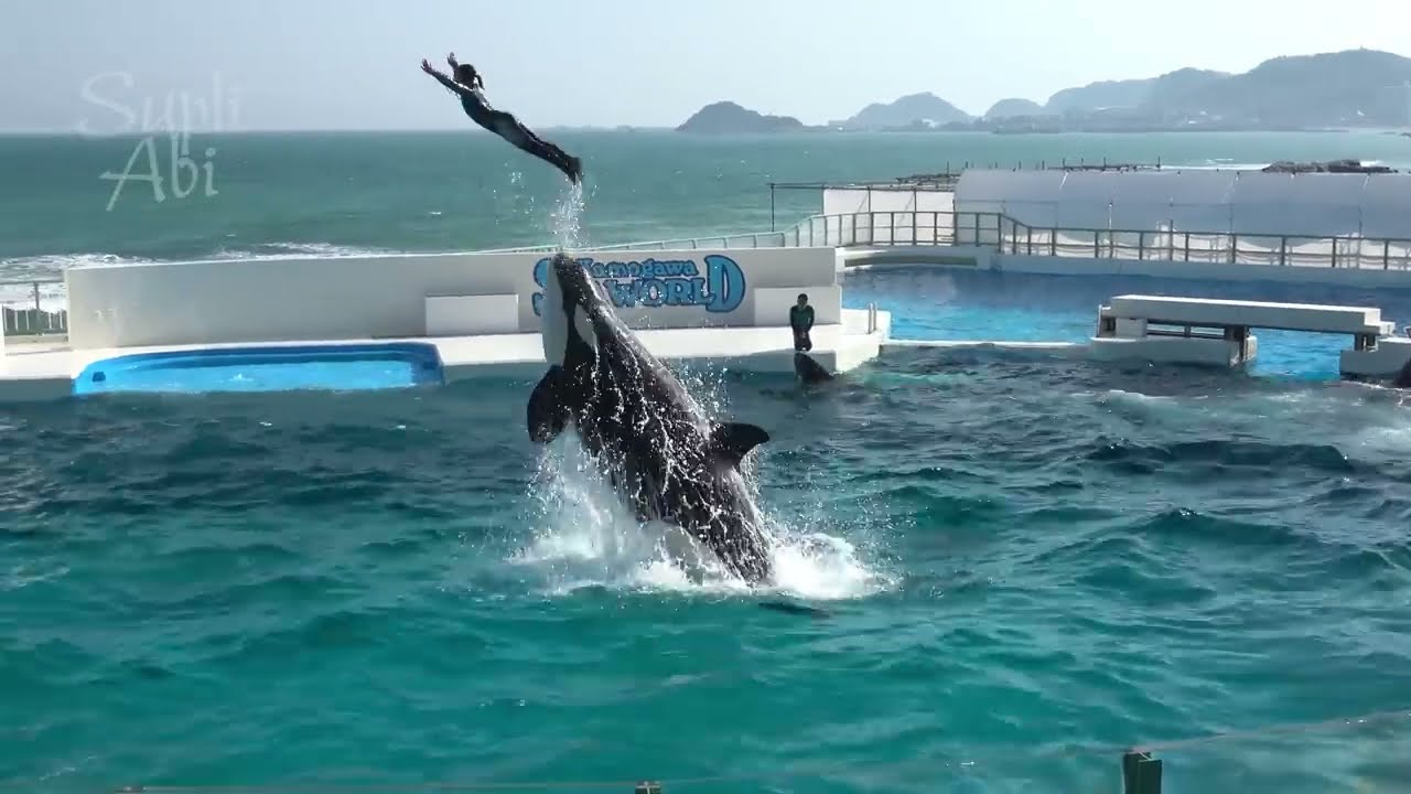Orca Show at Kamogawa Sea World 【4K】