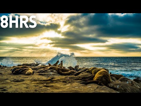 La Jolla Cove Sounds - Waves + Sea Lions - 8 hours