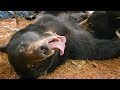 Cute Black Bear Cubs PURRING While Feeding BBC Earth