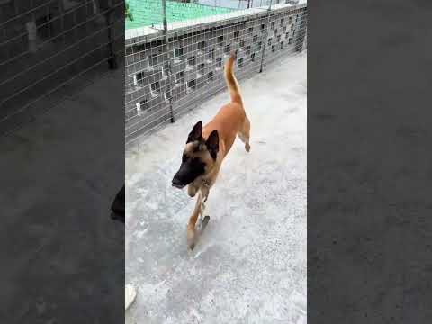Почему собакам вешают на шею деревянную перекладину? 🤯🐶