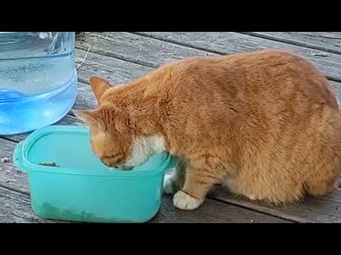 how to Tame a feral cat 🐈 part 1