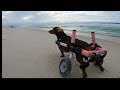 Gracie Lou S Day At The Beach