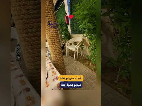 شاب أعطى قطة طعام.. لكنه تفاجأ بتصرفها بعد ذلك ❤️📷
