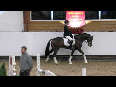 Auf der Hengstvorführung mit Fürst Samarant