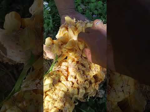 nesta visita fomos comer jaca direto do pé Coqueiro de Ouriçangas Ba