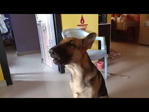 My Dog Got Excited!!!