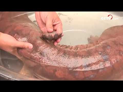 Rare giant salamander found in SW China| CCTV English
