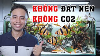 KHÔNG CO2, KHÔNG đất nền, nuôi các loại cá khỏe như TRÂU