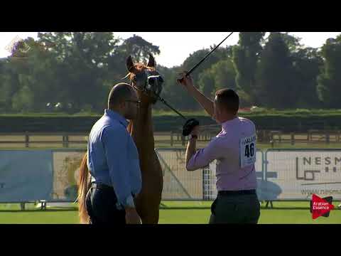 N.46 BRAZEN ALAZAIZIH - Chantilly 2018 AHO World Cup - Yearling Colts (Class 6A)