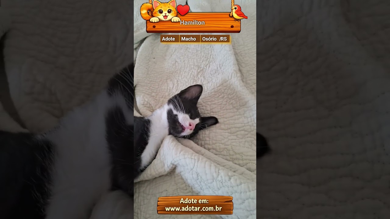 Gato raça SRD-ViraLata idade 2 a 6 meses nome Hamilton