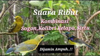 Download lagu Suara Pikat Sogon Ribut Kombinasi Sirtu Kolibri Kelapa Dijamin Ampuh mp3 Download lagu Suara Pikat Sogon Ribut Kombinasi Sirtu Kolibri Kelapa Dijamin Ampuh mp3