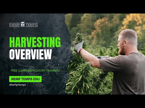 Harvesting Overview | Hemp Temps University | Free Cannabis Industry Training