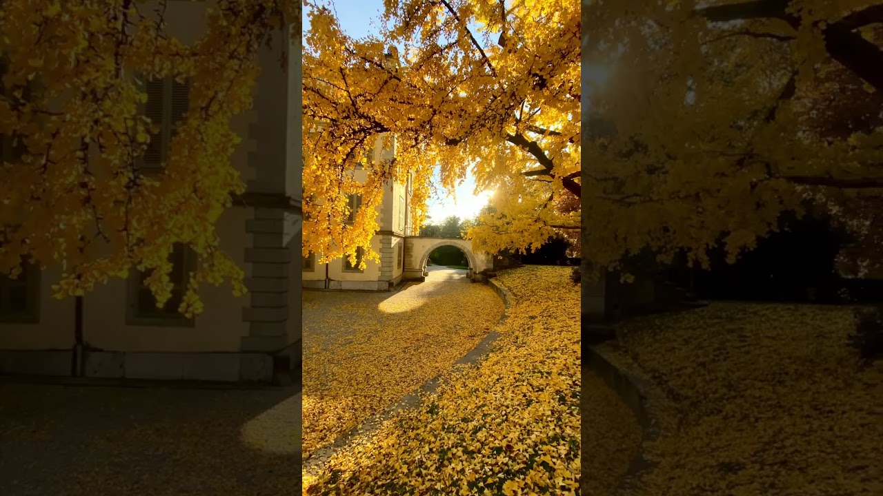 YouTube Short thumbnail