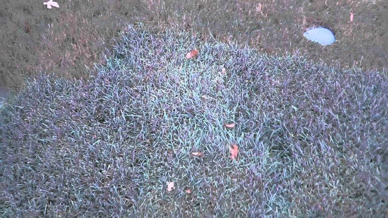 Zoysia Grass vs Bermuda What is Better in Texas