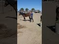 The boys are still angry they were castrated today. #gvhr #horserescue #equestrian #horse