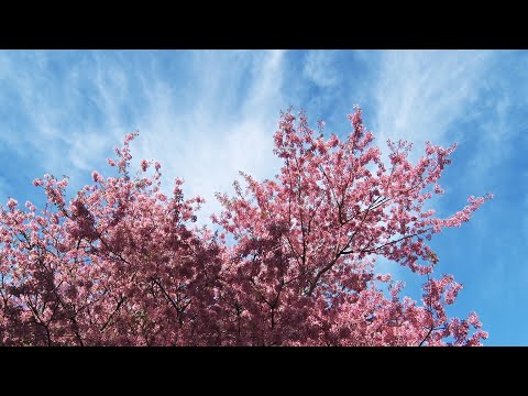 Hanami: cerejeiras colorem e enfeitam as ruas de Nova Friburgo