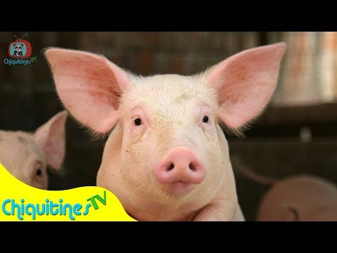 Vengan a ver mi Granja - Canción Infantil