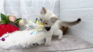 マンチカンの動画01