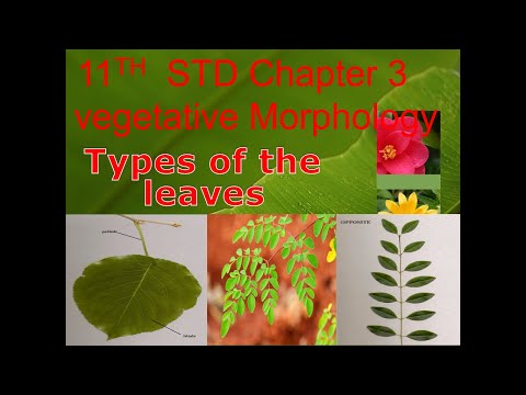 Types of leaves +1 vegetative morphology
