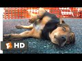 A Dog's Way Home (2018) - Hit by a Car Scene (8/10) | Movieclips