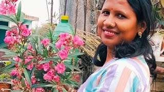 कनेर प्लांट की रिपोर्टिंग कैसे करें और कब करें#gkgarden #garden #gardening #plants #viralvideo#video