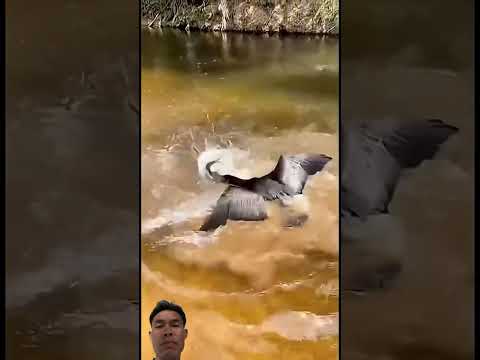 กินผิดตัวแล้วเจ้านก😅😅😅😱