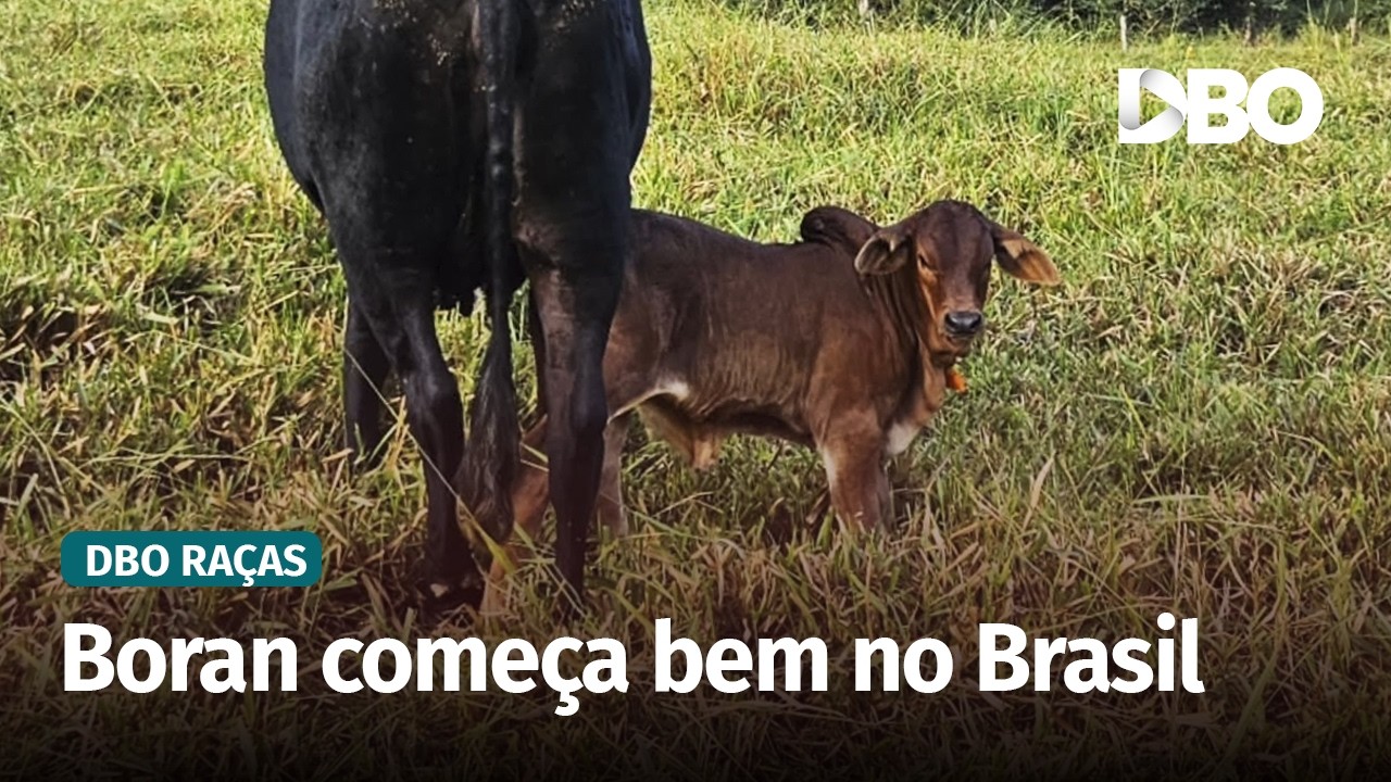 Boran: primeiros bezerros nascidos no Brasil surpreendem pela rusticidade