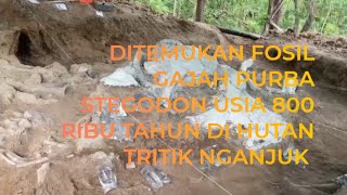 Download lagu 800,000-Year-Old Stegodon Fossil Found in Nganjuk Forest | Nganjuk TV mp3 Download lagu 800,000-Year-Old Stegodon Fossil Found in Nganjuk Forest | Nganjuk TV mp3