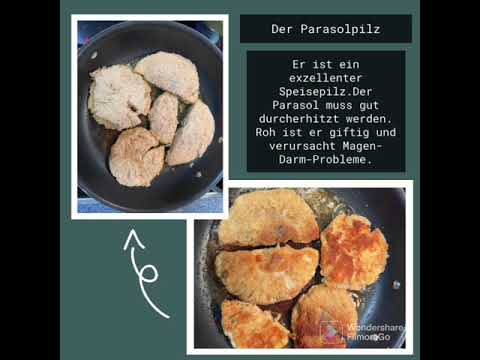 Der Parasolpilz