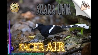 Download lagu Suara Burung Kacer Air | Meninting Besar | White Crowned Forktail mp3