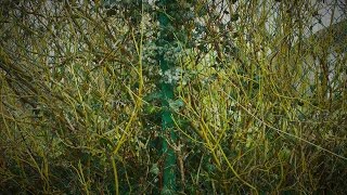 Jane Winther  -  Lokah Samastah