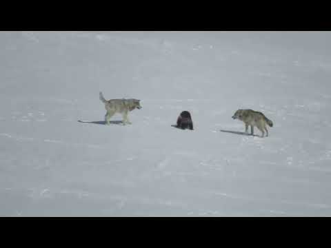 Wolverine fends off an attack of two wolves