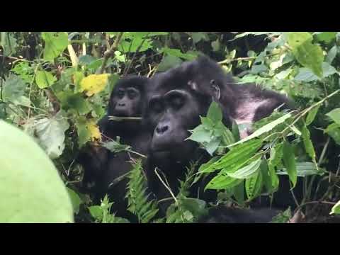 Mountain Gorilla Trekking Experience in Bwindi