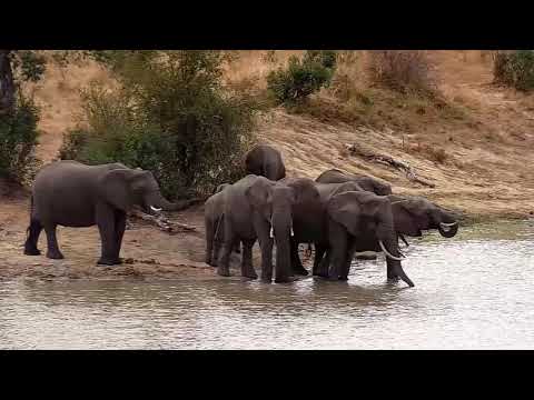 Djuma: Elephant herd gets a short drink from the dam - 10:49 - 07/15/21
