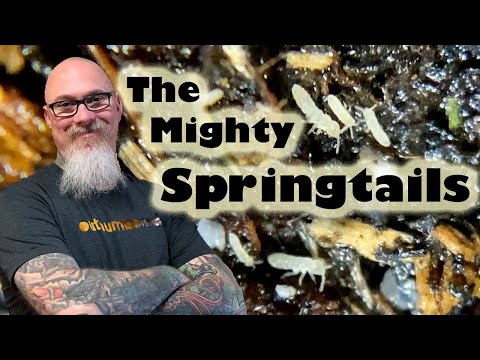 All about Springtails: Their benefits and how to culture them easily yourself