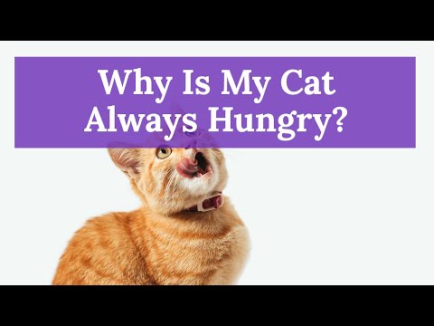 🐱 Why Is Your Cat Always Hungry?