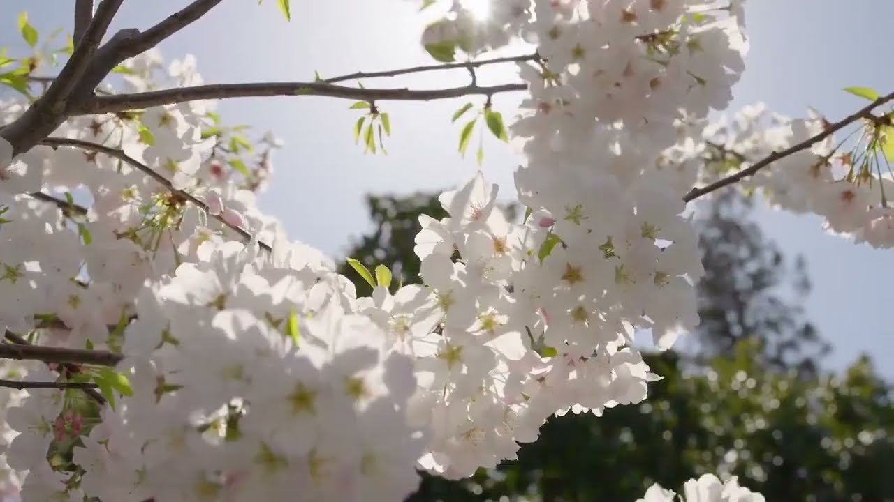 Queensland Sotheby's International Realty