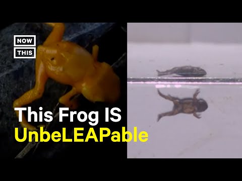 Tiny Frog Goes Viral for Not Being Able to Jump