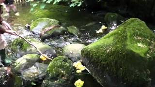 preview picture of video 'Glandwr Duck Race 2011, pt 3: The Race Is On'