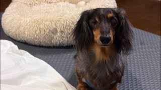 ネルくんとパパのゲリライブ🐶 | 作業や勉強、睡眠のおともに | 犬のいる暮らし