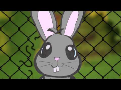 Zeka peka (Funny bunny)
