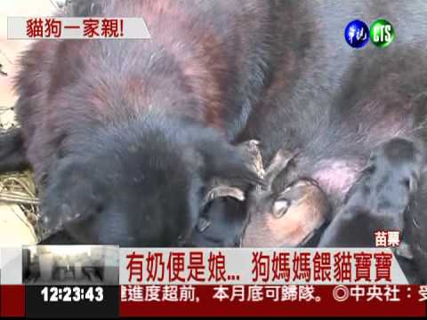 母愛無界線! 狗媽媽收養貓寶寶