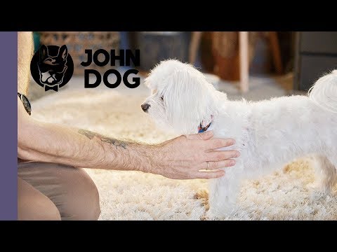 Jak głaskać psa? – TRENING PSA – John Dog