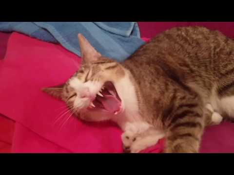 Cat has scary dinosaur T-Rex yawn