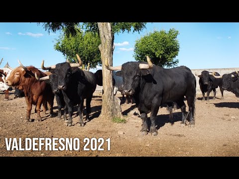 El Toro Bravo de VALDEFRESNO Ganadería de Toros Bravos Entrevistamos a Nicolás Fraile 2021