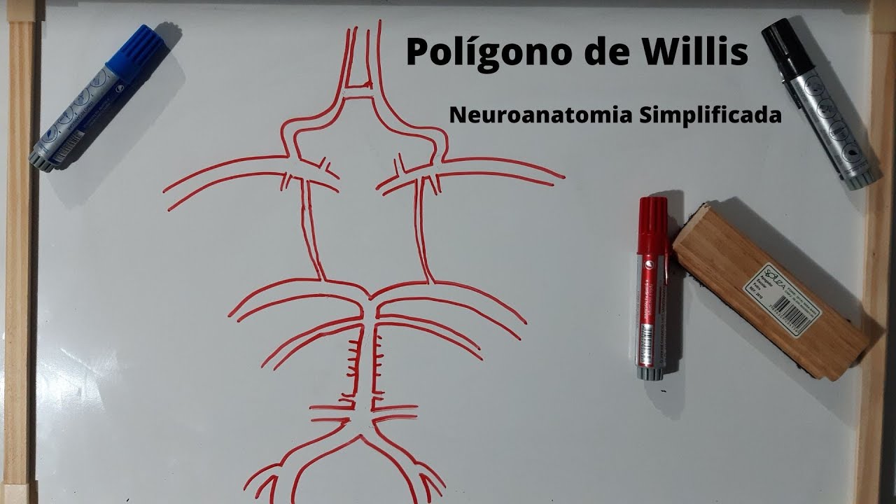 Polígono de Willis - Neuroanatomia Simplificada