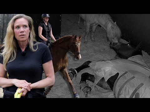 Schwierige Pferde verletzte Trainer und explodierende Nachfrage – Neue Besen kehren gut