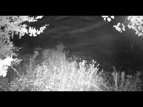 Kansas Public Land Hunting Compilation | Best Moments So Far