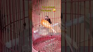 Download lagu Sangat Viral‼️Menjodohkan Kenari Dengan Emprit Kaji #ternakburung #emprit #empritkaji mp3 Download lagu Sangat Viral‼️Menjodohkan Kenari Dengan Emprit Kaji #ternakburung #emprit #empritkaji mp3